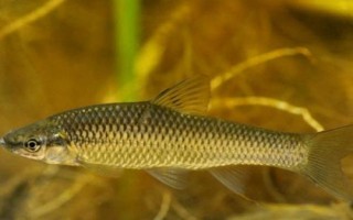 麥穗魚的價格，具體售價會受到市場影響