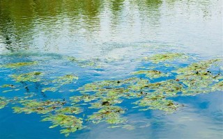 釣鰱鳙的技巧，釣位要選擇順風(fēng)或偏風(fēng)的地方