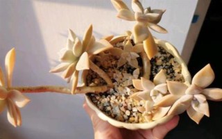姬朧月葉子發(fā)軟的原因及解決方式，可能是由于澆水過少導(dǎo)致的