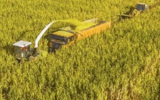 哈糯2025玉米種子特點(diǎn)，種植密度不宜過(guò)大