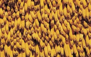 良玉99號(hào)玉米種子特點(diǎn)，中抗大斑?。?-5級(jí)）