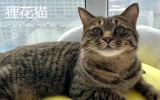 貍花貓和虎斑貓有什么區(qū)別，前者大多呈棕色或黑色、后者以銀色較常見