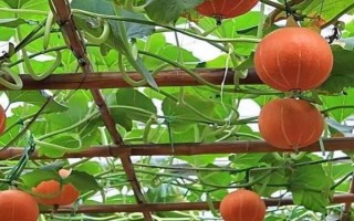 南瓜開花但是不結(jié)果怎么辦，可以適時摘心、疏密處理