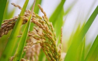 文優(yōu)6133水稻種簡(jiǎn)介，每畝秧田播種量10～15千克