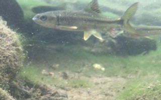 多鱗白甲魚(yú)的生活環(huán)境，喜歡生活在砂石底質(zhì)的高山溪流中