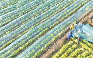 白菜什么時(shí)候收，一年四季均可采收