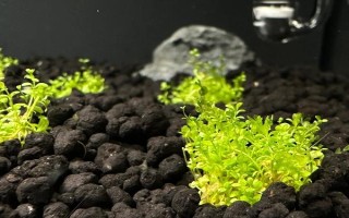 孔雀魚間隔多久再生小魚，只需間隔一個(gè)月即可