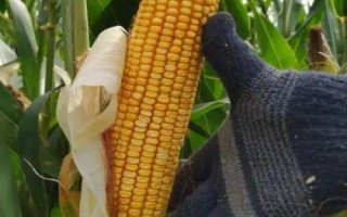 綏爆1號玉米品種的特性，夏播生育期105天