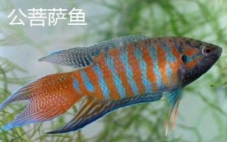 菩薩魚怎么區(qū)分公母，體型、體色和腹部等均不同