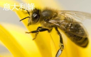 蜜蜂簡介，是典型的社會性群居昆蟲