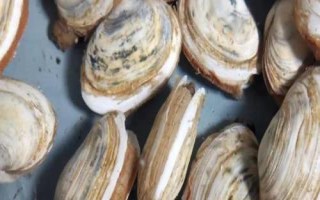 紫石房蛤的產(chǎn)地，主要分布在渤海、黃海等海域