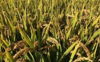 龍王糯81水稻品種簡介，4月中旬至5月上旬播種