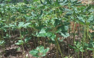 重樓種植誤區(qū)，避免選錯(cuò)土壤、種植時(shí)間和管理方式