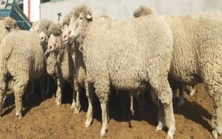 種公羊的飼養(yǎng)管理方法，主要以放牧以及舍飼共同進行