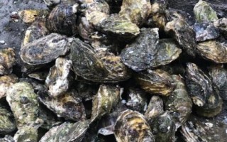 生蠔開殼方法，經(jīng)過蒸煮會自然開嘴