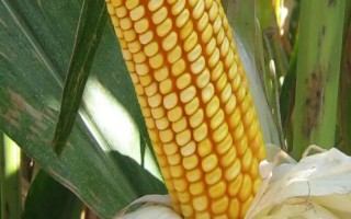 鄭單958玉米種子特點(diǎn)，中等肥力公頃保苗6萬株以上