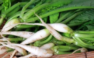 蘿卜菜能放冰箱嗎，可以放冰箱但需盡快食用
