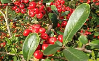 貴人果和冬紅果有什么區(qū)別，葉片、花朵和果實均不同
