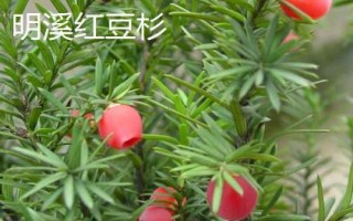 福建省福州市的水果特產(chǎn)有哪些，包括青山龍眼、一都枇杷、福州橄欖等種類