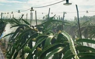火龍果出現(xiàn)根腐病的原因，過(guò)度澆水或受到機(jī)械損傷均容易發(fā)病