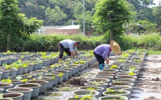 怎樣在家里養(yǎng)荷花，春夏期間每天澆水一次