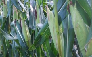 金科玉彩甜糯1號(hào)玉米種子介紹，該組合屬于中熟品種