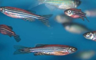 斑馬魚屬于卵生還是胎生動(dòng)物，繁殖方式為產(chǎn)卵