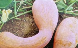 南瓜開花但是不結(jié)果怎么辦，可以適時摘心、疏密處理