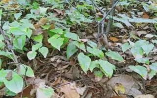 淫羊藿的種植時(shí)間，一般為6月中旬左右