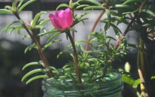 太陽(yáng)花水培可以活多久，太陽(yáng)花可以水培一年以上