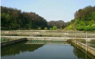 怎么養(yǎng)殖甲魚，每天可以投喂3次