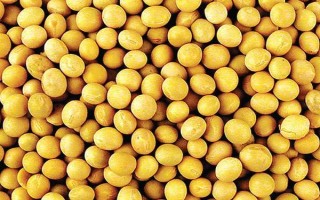 浙農(nóng)4號大豆種子簡介，該品種在上海春播