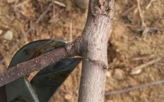 獼猴桃剪枝后流水如何處理，可在傷口處均勻涂抹一層蠟