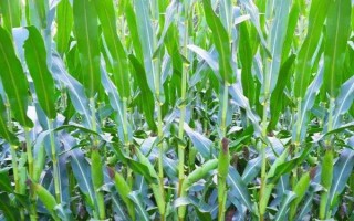 豫龍鳳1號(hào)玉米種子簡(jiǎn)介，中抗莖腐?。òl(fā)病率20%）