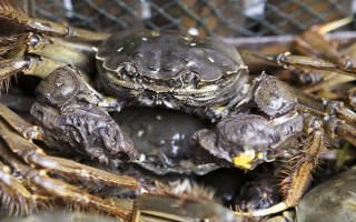 哪種餌料受到螃蟹的喜愛，可飼喂小魚蝦、螺肉等葷餌