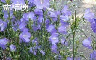 山西省陽泉市盂縣的特產(chǎn)，棗介糕是家喻戶曉的美食