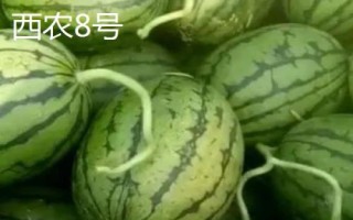 早春紅玉西瓜有沒有籽，屬于早熟有籽品種