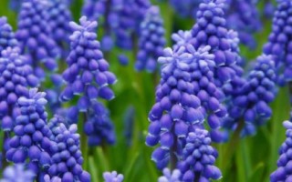 風(fēng)信子簡介，20世紀(jì)50年代開始傳入中國