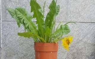 種植蒲公英要注意什么，出苗前不能施肥