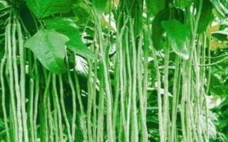 豆角歇伏的原因，高溫、干旱多雨等都會導(dǎo)致