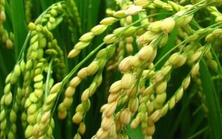 華風(fēng)優(yōu)6086水稻種子特征特性，生育期較長