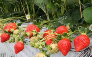 草莓哪個季節(jié)成熟，一般為夏季6-7月份