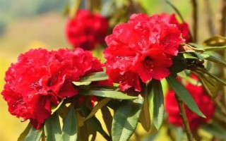 馬纓花有什么特點(diǎn)，花朵多數(shù)生長在樹枝頂部