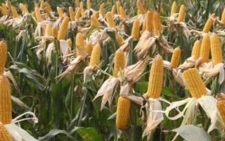 吉單466玉米種子特征特性，中抗穗腐病