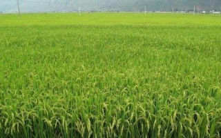 欣兩優(yōu)晚二號(hào)水稻種子特點(diǎn)，全生育期124.6天
