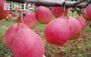 云南安寧市的特產(chǎn)，有龍山野生木耳、安寧紅梨等