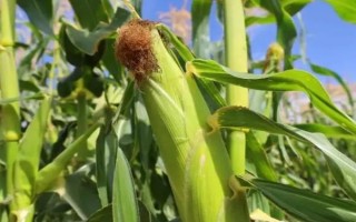 彩甜糯6號玉米種子特征特性，苗期防治好地老虎
