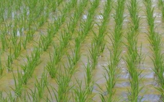 五豐優(yōu)317水稻種子簡介，秧田每畝播種量15公斤