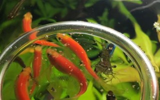 魚能吃什么，不同種類的魚吃的東西不同