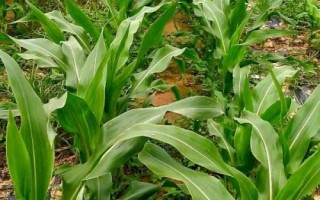 錦青303玉米種簡介，密度5000株/畝左右